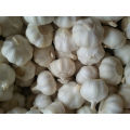 Golden Supplier of Pure White Garlic in 10kg Carton